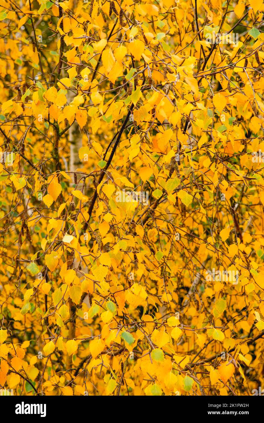 Rand-zu-Rand-Bild der Herbstbuche auf Ästen in lebendigen Gelb- und Orange-Farben Stockfoto