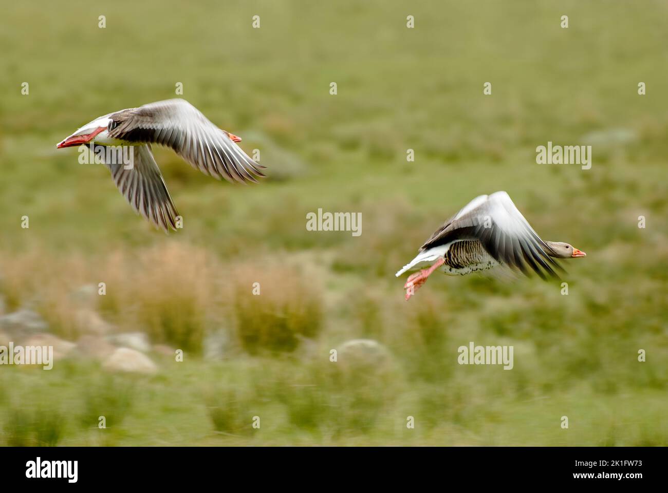 Graugänse im Flug mit nicht fokussierter Hintergrundkulisse, aufgenommen in Laide in Schottland Stockfoto