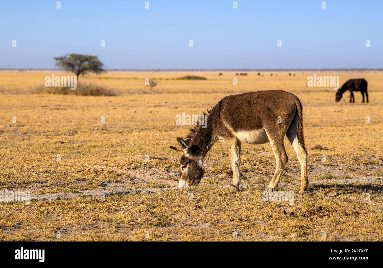 Weidender Esel auf einer kargen Weide in Kalahari, Rakops, Botswana Stockfoto