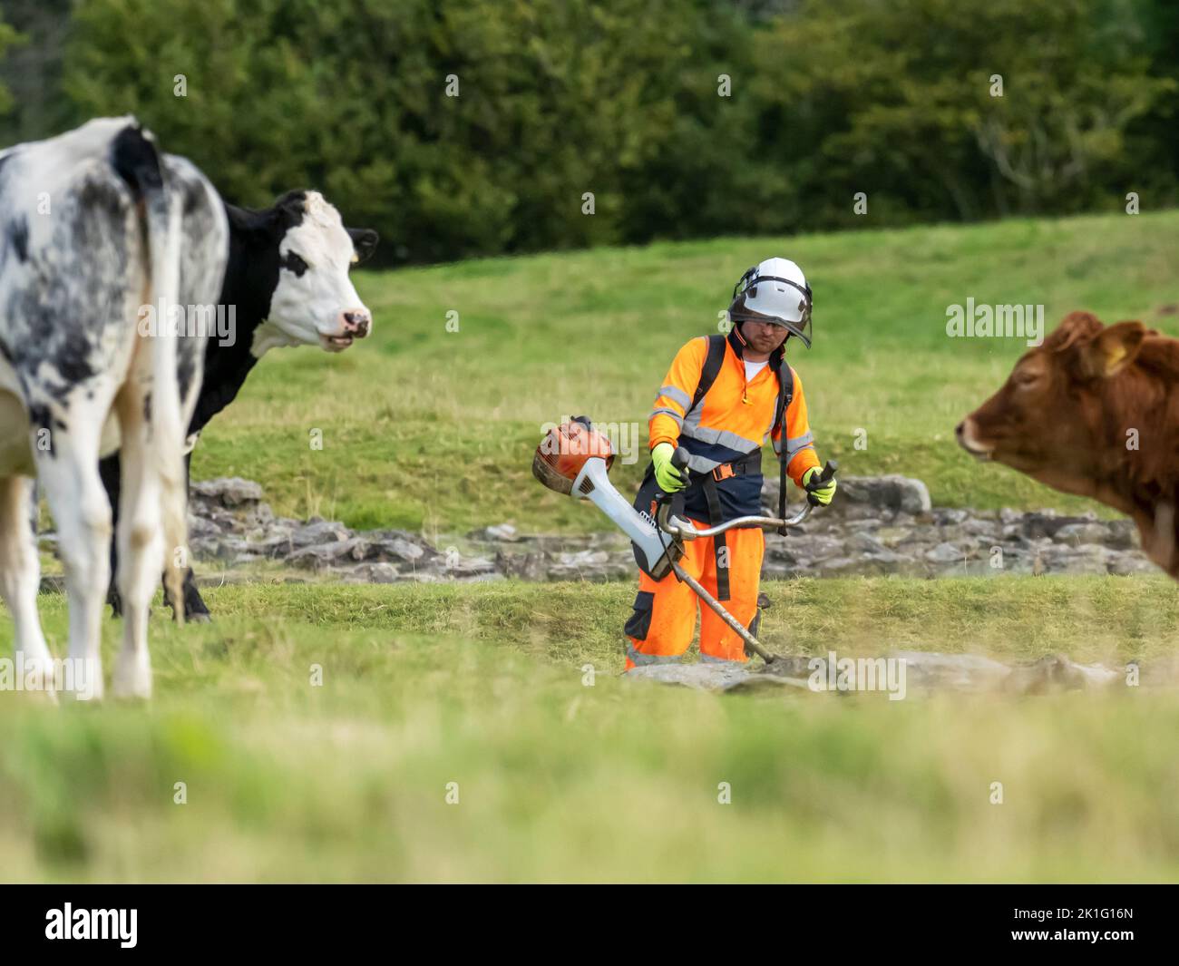 Ein Mann, der Gras unter Rindern in Ambleside, Lake District, Großbritannien, streikt. Stockfoto