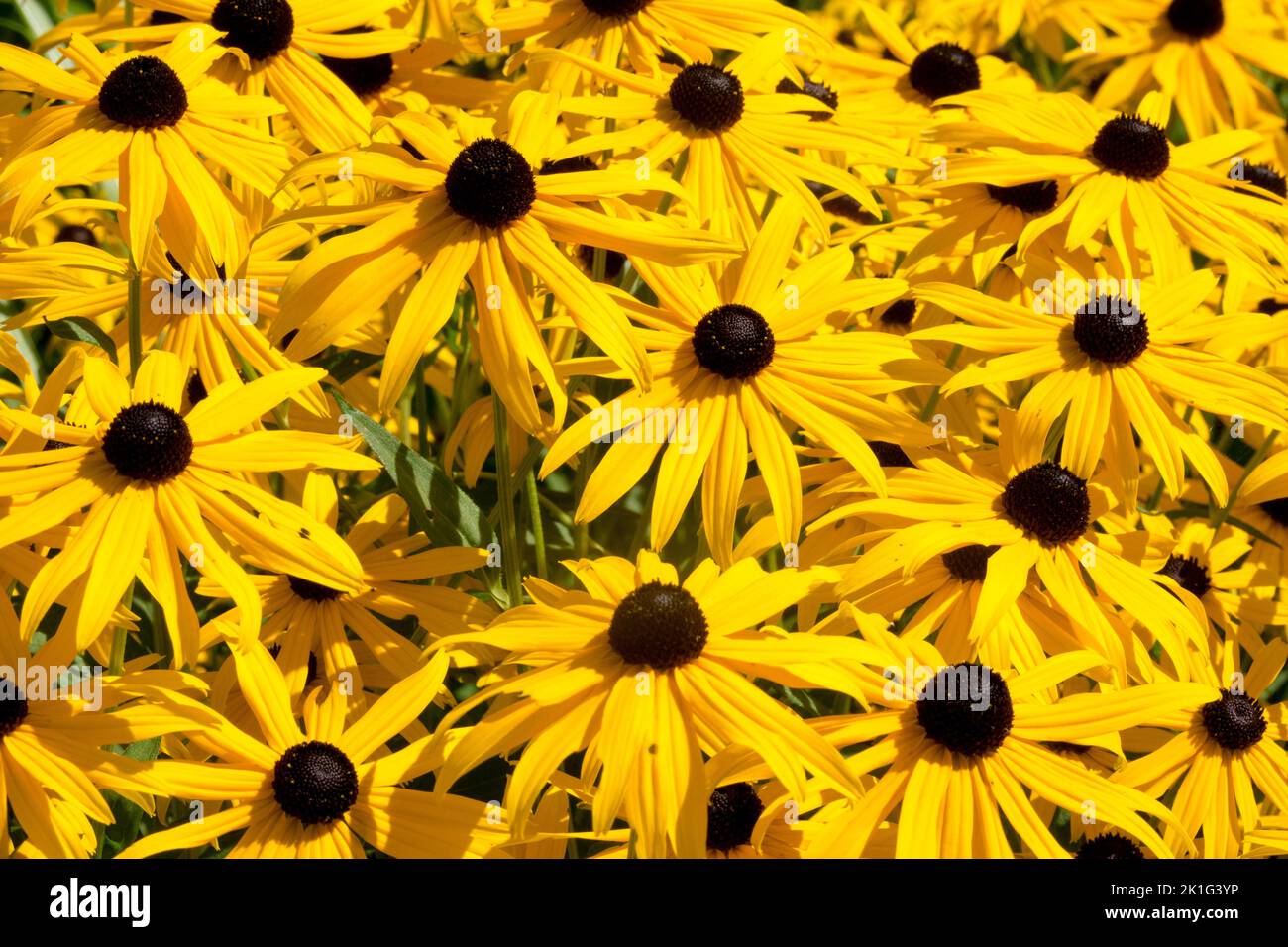 Susan mit schwarzen Augen, Rudbeckia „Goldsturm“ Stockfoto