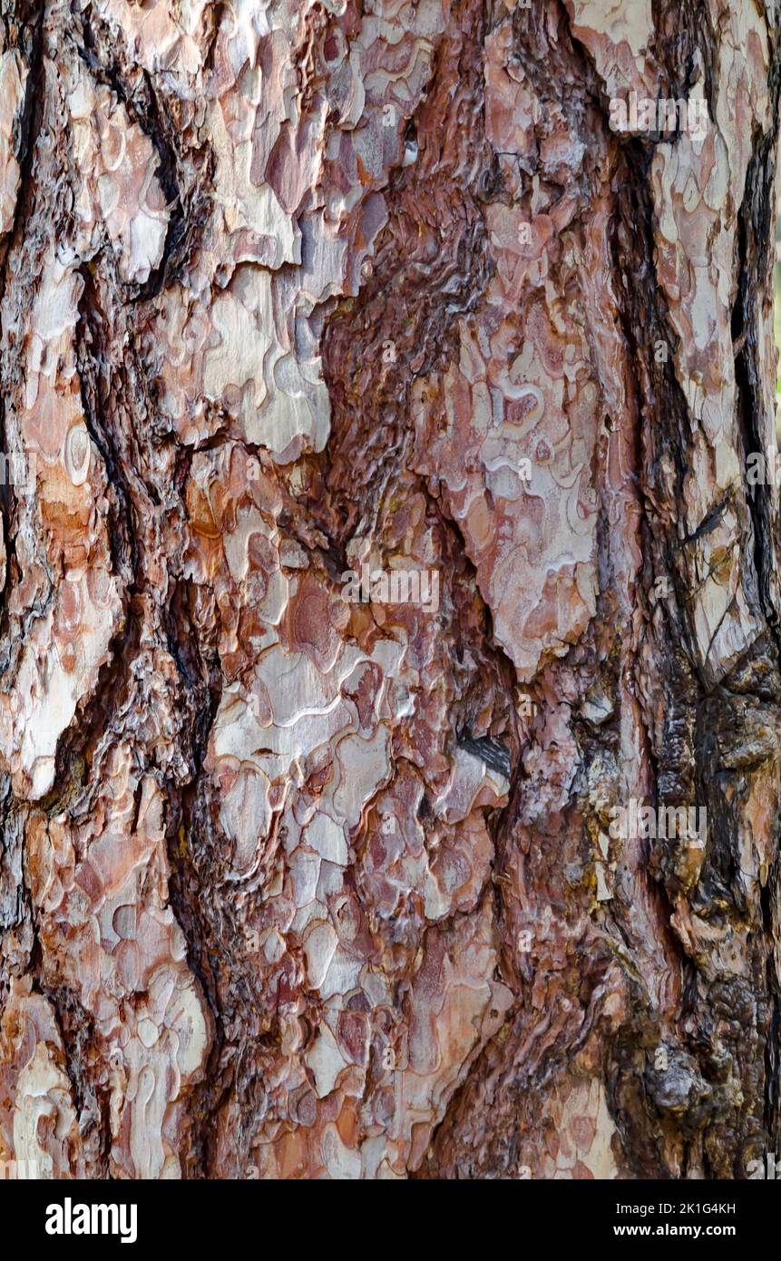 Nahaufnahme einer Kiefer mit Details von rauer Rinde, Sofia, Bulgarien Stockfoto