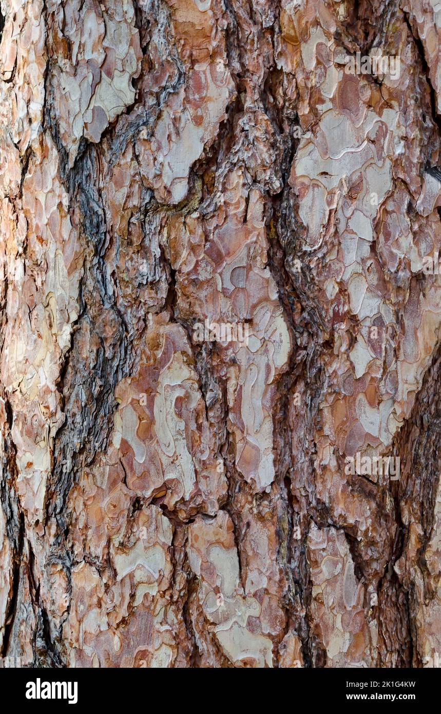 Nahaufnahme einer Kiefer mit Details von rauer Rinde, Sofia, Bulgarien Stockfoto