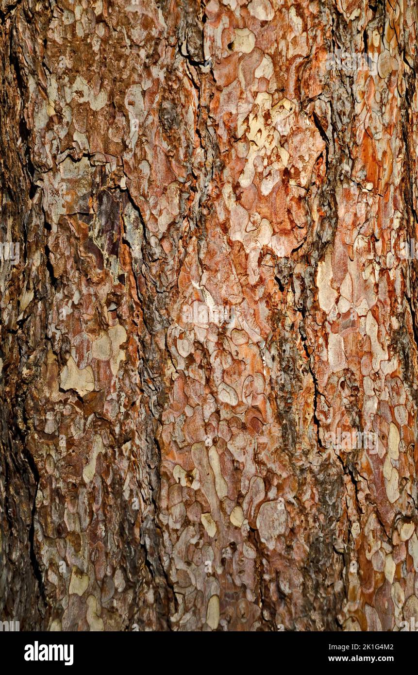 Nahaufnahme einer Kiefer mit Details von rauer Rinde, Sofia, Bulgarien Stockfoto