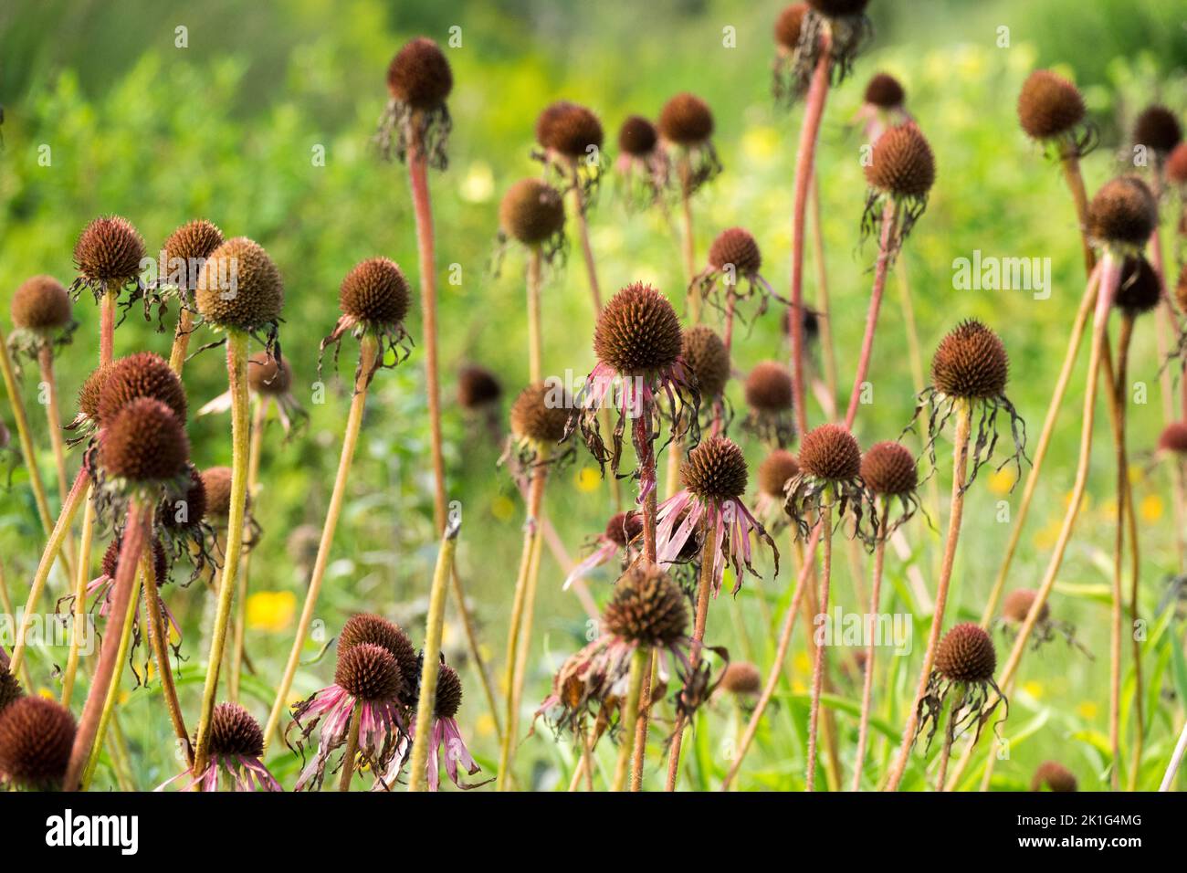 Getrocknete Samenköpfe, Kegelblumen, Echinacea pallida, Pale Purple Coneflower, Echinaceas, Sämeköpfe Stockfoto