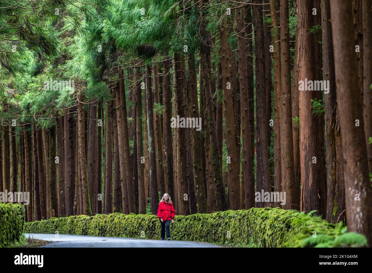 Eine Frau geht im Naturpark Reserva Florestal Parcial da Serra de S. Barbara e dos Misterios Negros auf der Insel Terceira, Azoren, Portugal, an riesigen japanischen Zedernbäumen vorbei. Mehr als 22 Prozent des Landes auf der Terceira-Insel sind als Naturschutzgebiete reserviert. Stockfoto