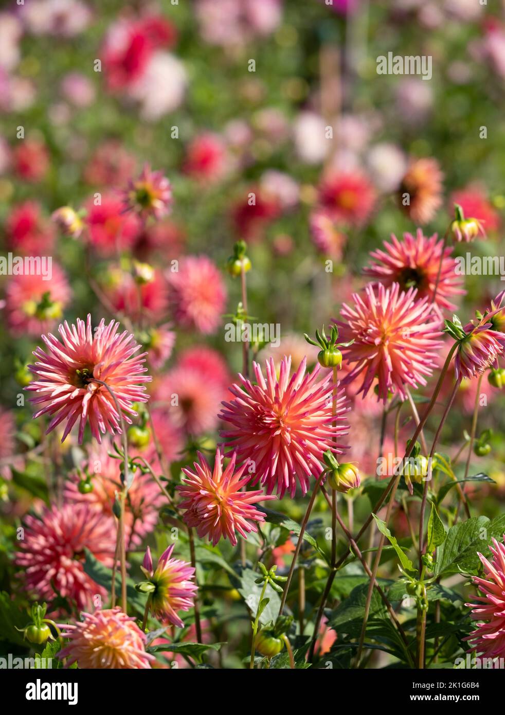 Atemberaubende DahliaBlumen namens Dahlia Josudi Telstar, fotografiert