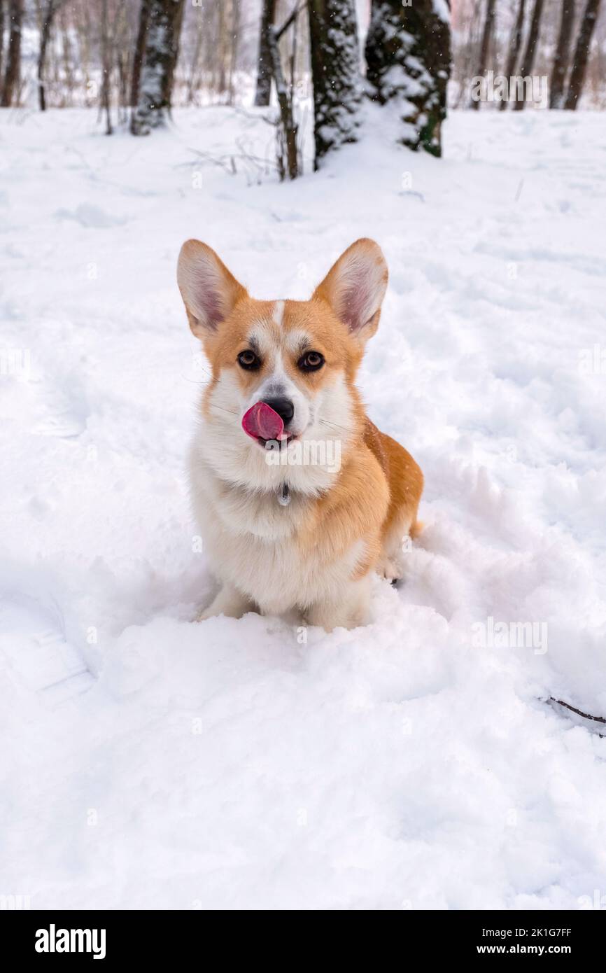 Welsh Corgi Pembroke im Winterwald Stockfoto