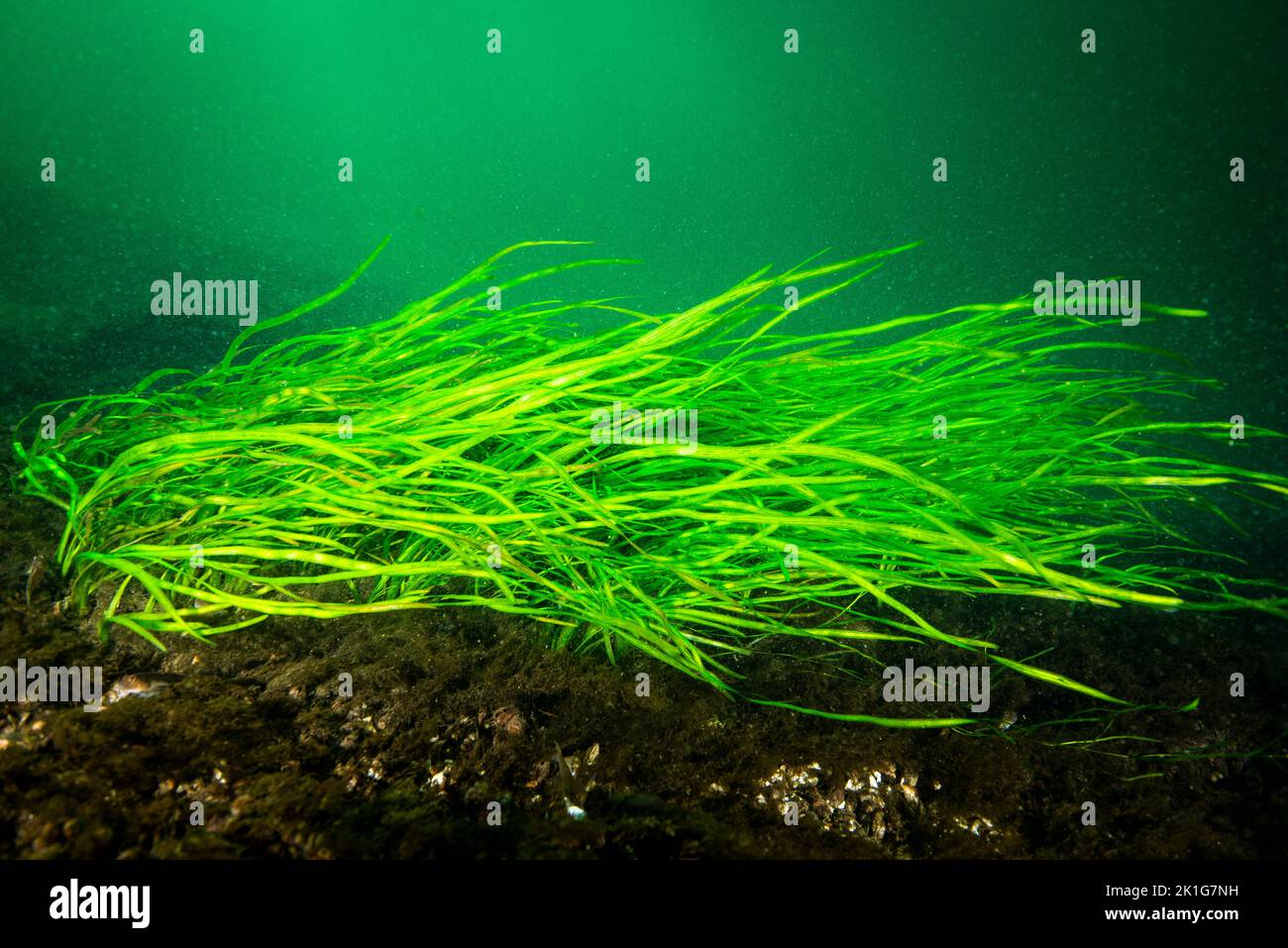 Amerikanischer Aal-Rasen unter Wasser in den St. Lawrence River Stockfoto