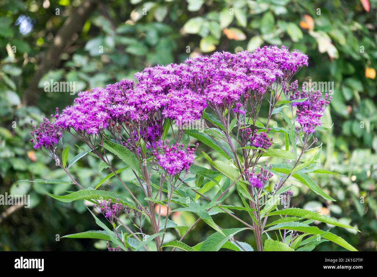Rieseneisenkraut, Vernonia gigantea, hohes Eisenkraut, Blume, Pflanze Stockfoto