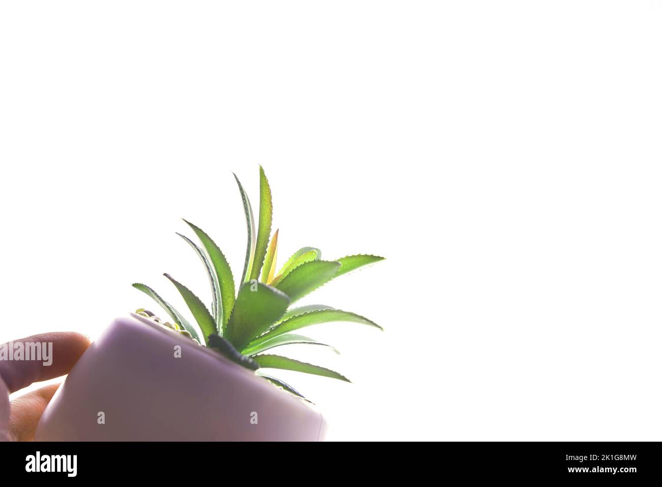 Die Hand einer Frau hält einen Topf mit einer Pflanze. Nahaufnahme einer grünen Sukulente in einem modernen runden Blumentopf, auf weißem Hintergrund hervorgehoben. Eine modische Zimmerpflanze mit Sandsteinen. Hochwertige Fotos Stockfoto