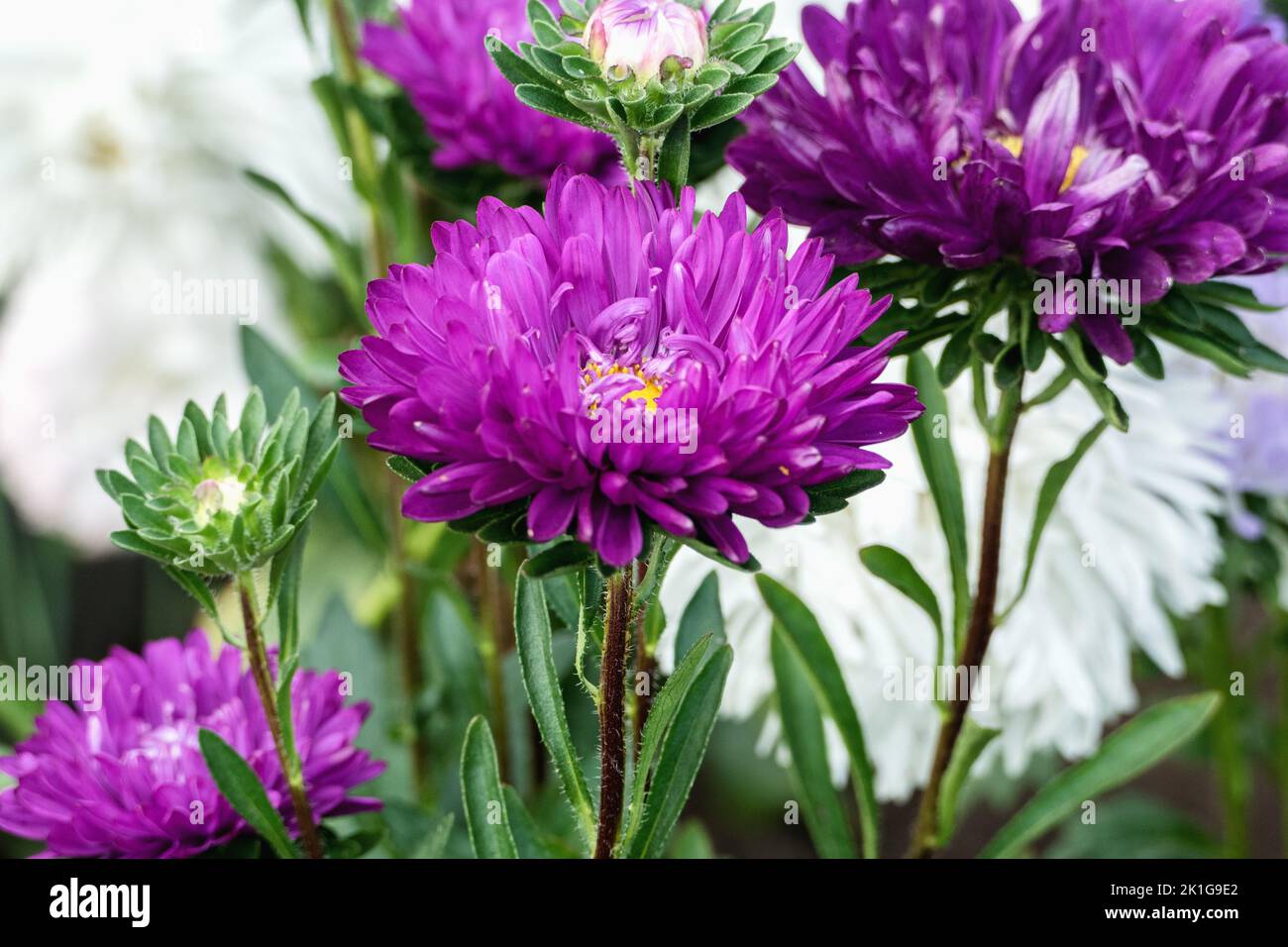 Tiefviolette Asterblüten wachsen im Garten, Callistephus chinensis blüht im Herbst Stockfoto