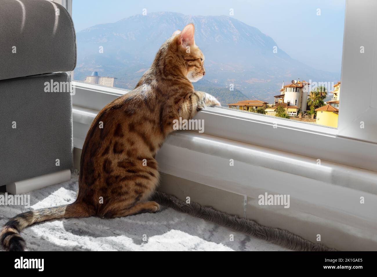 Bengalkatze sitzt am Fenster und blickt auf die Berglandschaft. Einsamer Abend, warten. Stockfoto