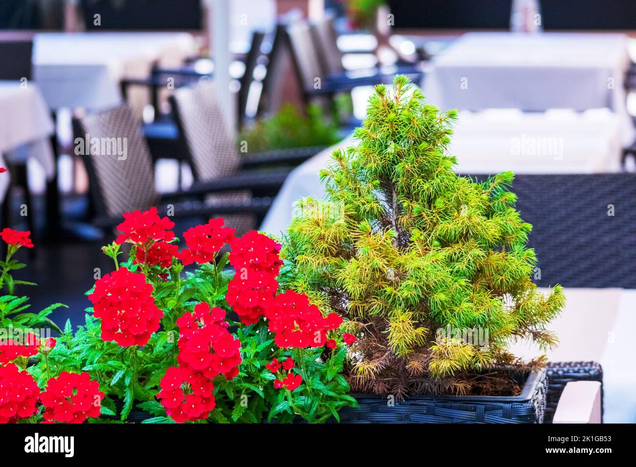 Restaurant mit weißen Tischen und schwarzen Stühlen sowie grünen und roten Blumen Stockfoto