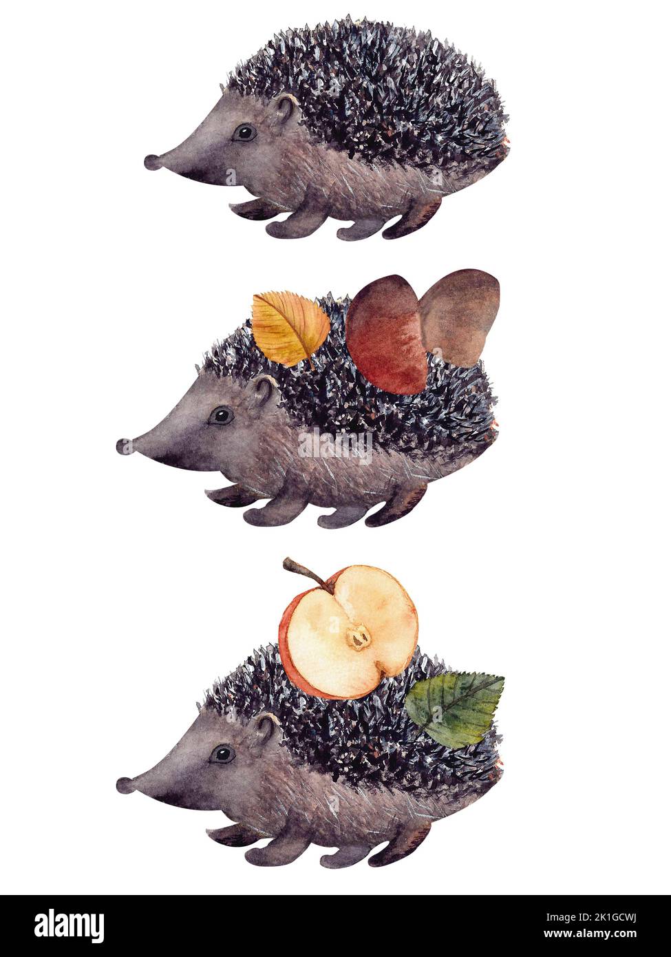 Süße Igel mit Blatt, Pilz und Apfel auf dem Rücken. Stockfoto