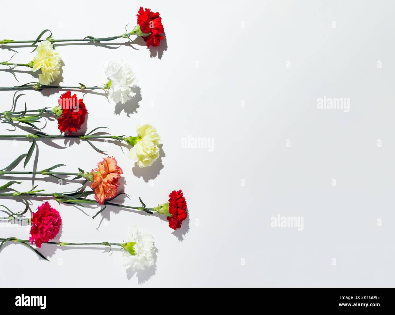 Weiße, gelbe, rosa und rote Nelkenblumen liegen horizontal auf weißem Hintergrund. Stockfoto