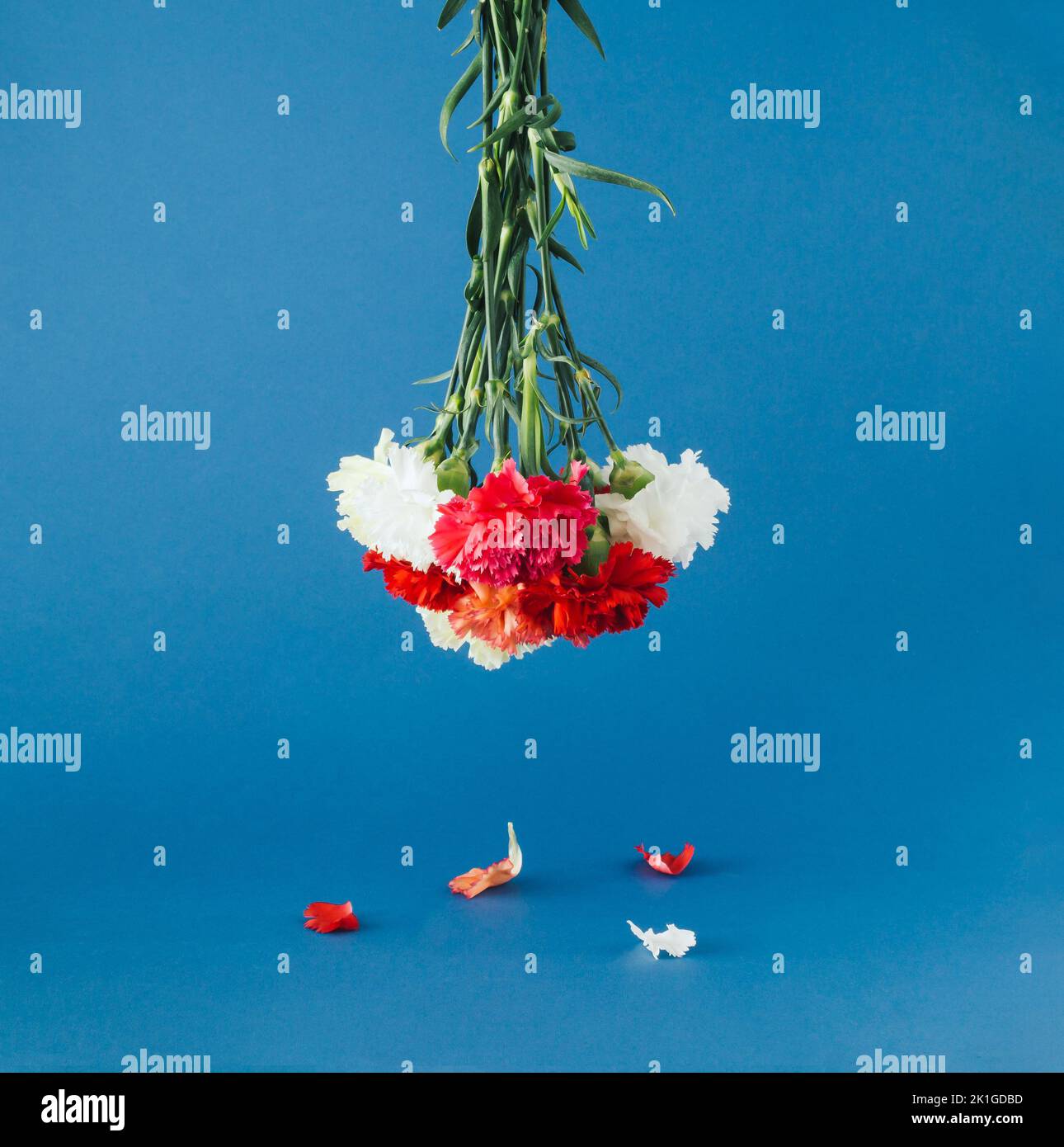 Über einem blauen Hintergrund und gefallenen Blütenblättern hängt ein Blumenstrauß aus Nelken. Stockfoto
