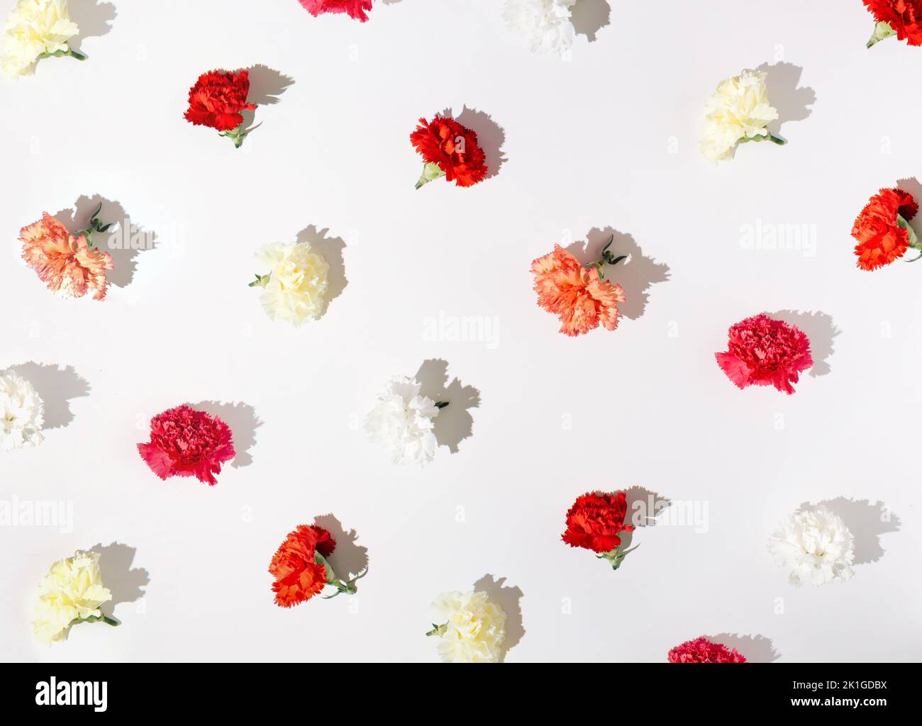 Muster mit weißen, gelben, rosa und roten Nelkenblumen auf weißem Hintergrund ausgerichtet. Stockfoto
