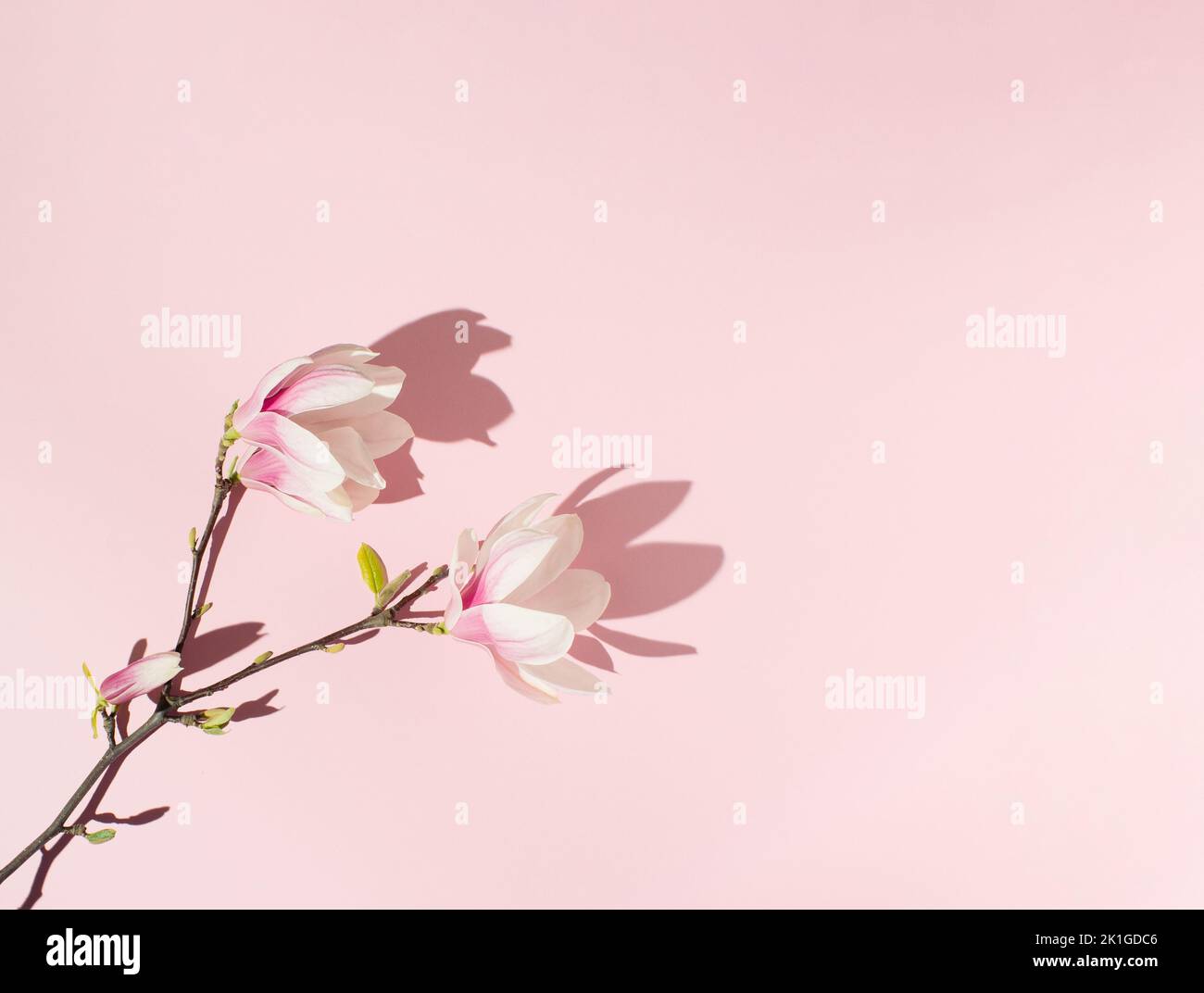 Zweig von rosa Magnolienblüten mit scharfem Schatten auf rosa Hintergrund. Flach liegend. Stockfoto