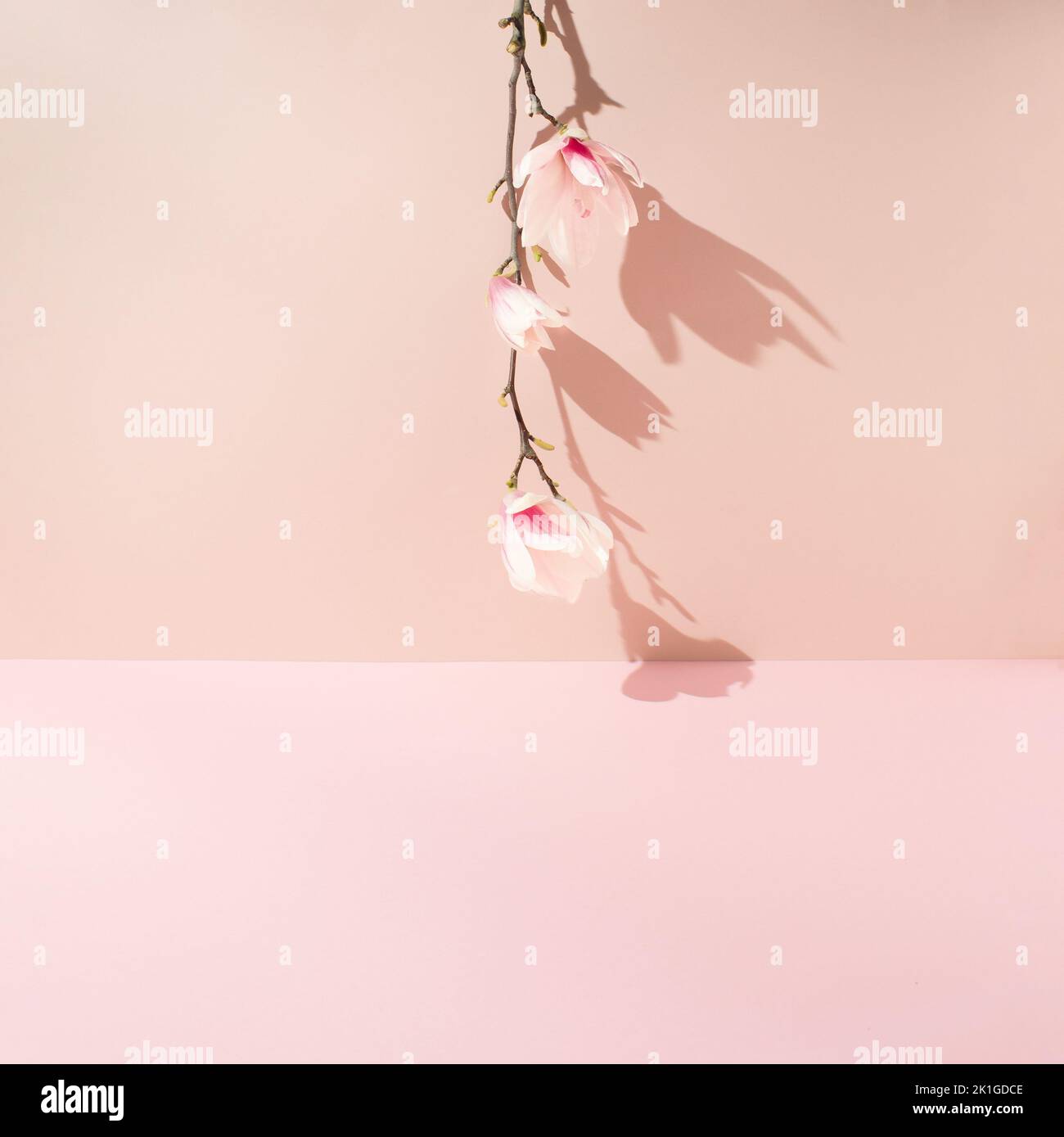 Zweig von Magnolienblumen, umgedreht an der rosa Wand mit scharfem Schatten. Stockfoto