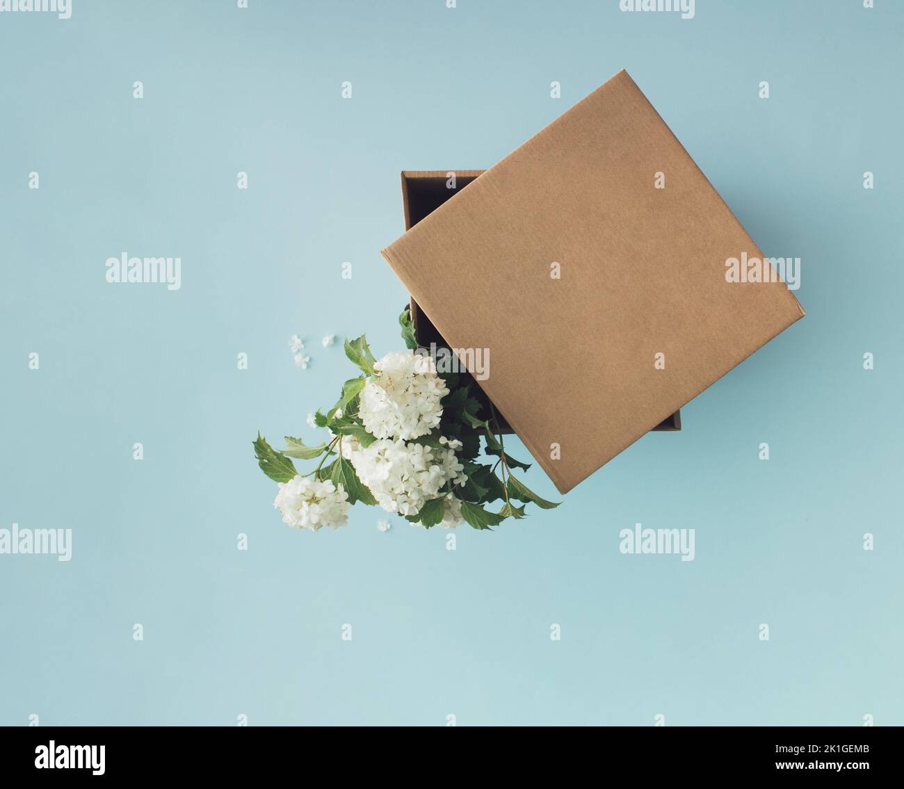 Weiße Blumen in brauner Geschenkkarton auf blauem Hintergrund. Blumenlieferung. Minimalkonzept. Stockfoto