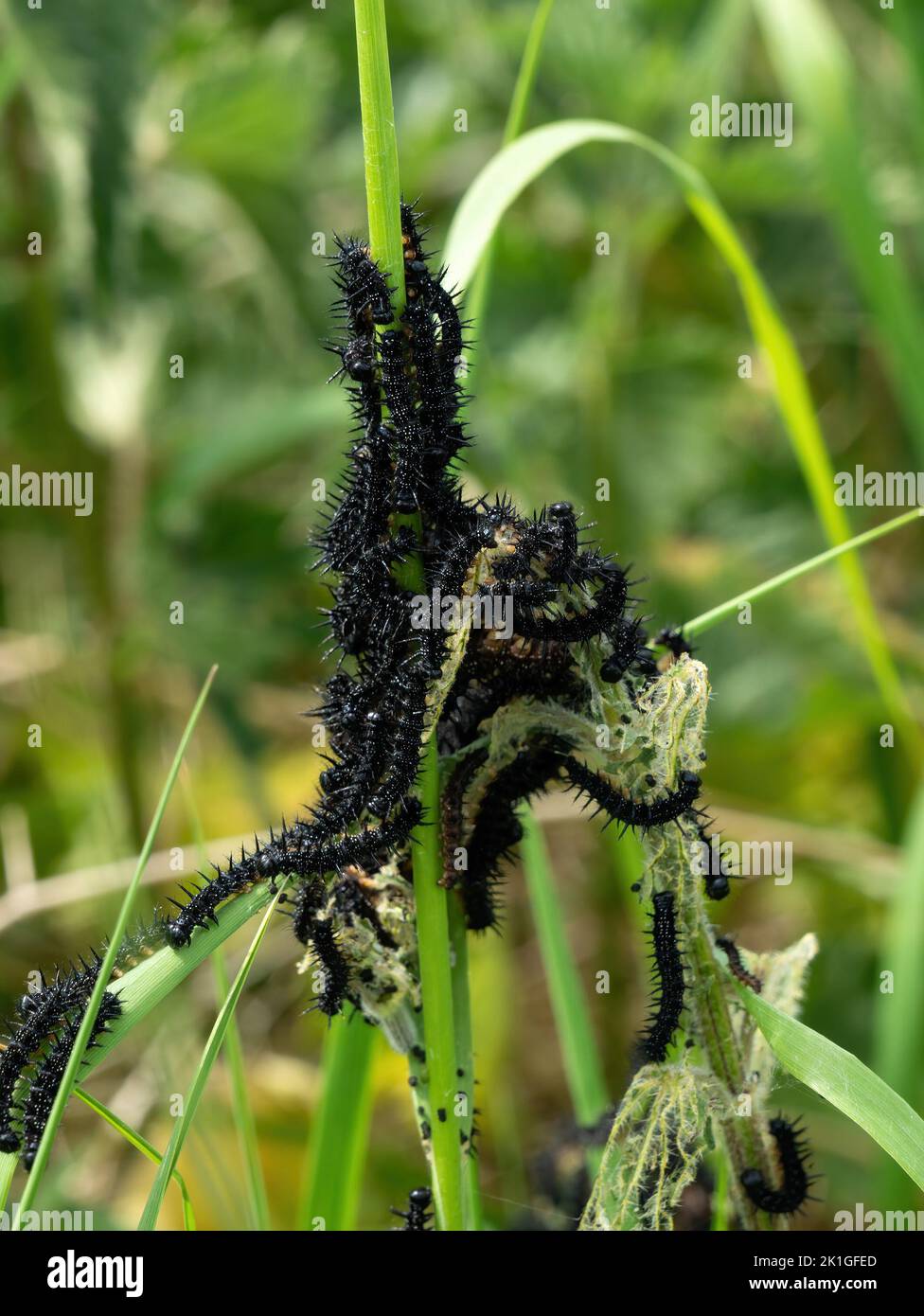 Ein Befall von schwarzen, haarigen Pfauenfalter-Raupen auf Grasstämmen, Leicestershire, England, Großbritannien Stockfoto