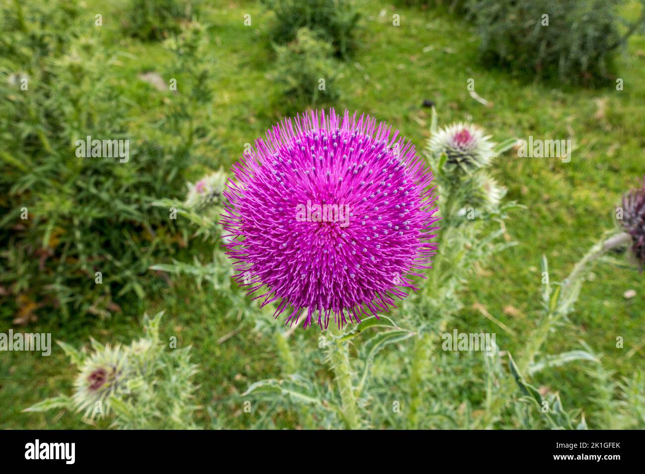 Nahaufnahme einer leuchtend violetten Distelblume (Carduus nutans), England, Großbritannien Stockfoto