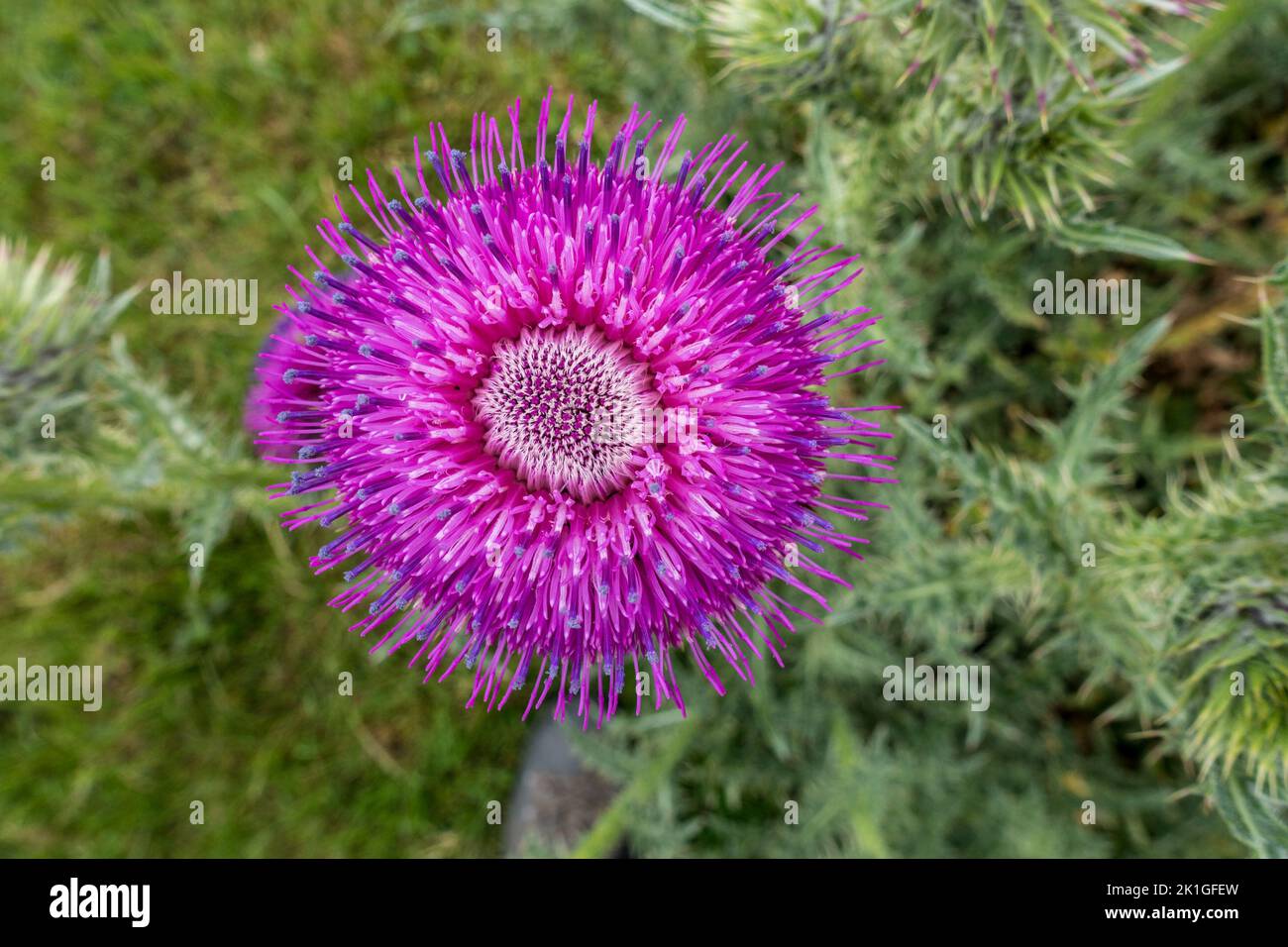 Nahaufnahme einer leuchtend violetten Distelblume (Carduus nutans), England, Großbritannien Stockfoto