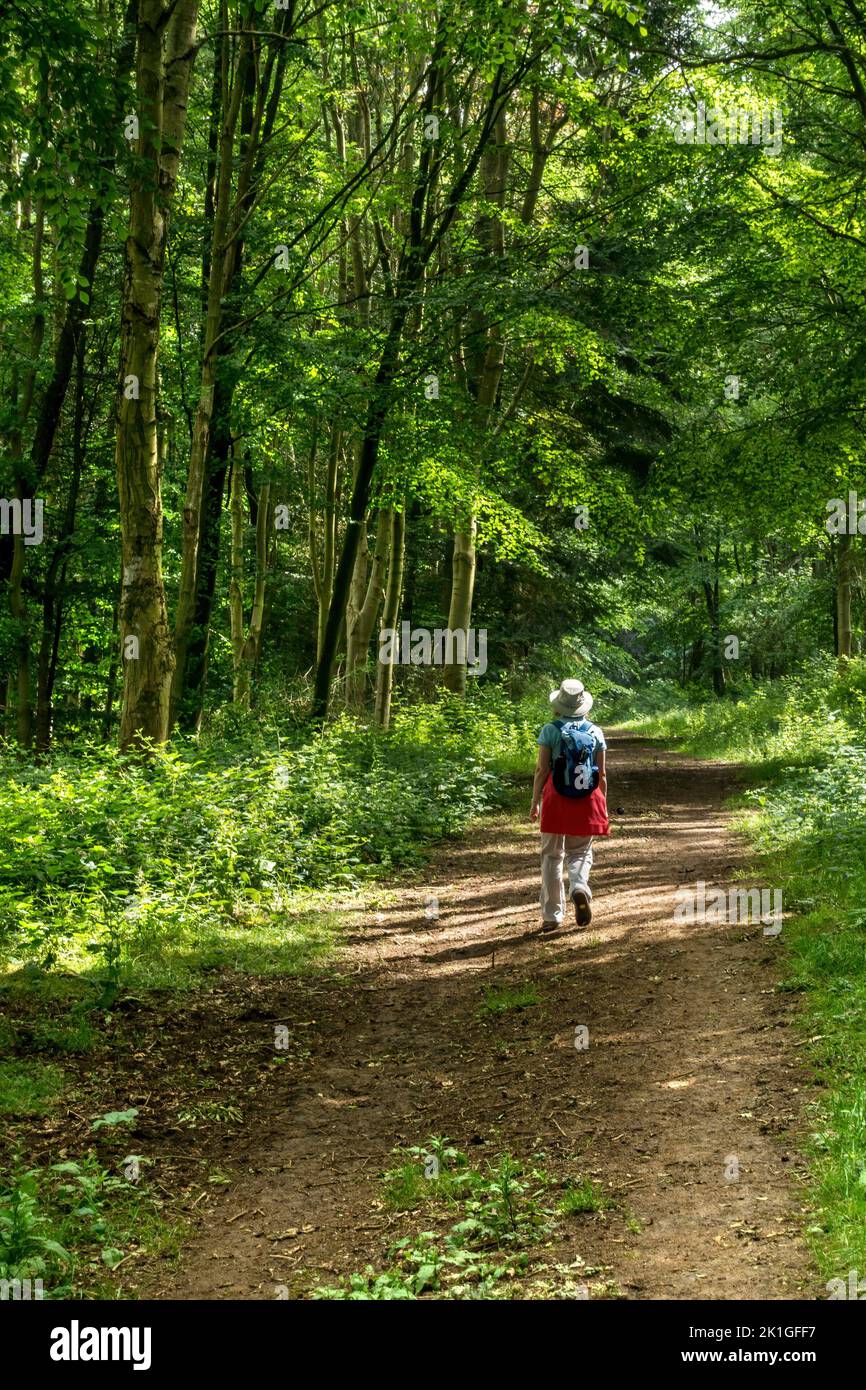 Wandern Sie auf dem Leicestershire Round / Jubilee Way / Battalion Trail Wanderweg, während er durch Wälder unterhalb von Burrough Hill, Leicestershire, England, führt Stockfoto