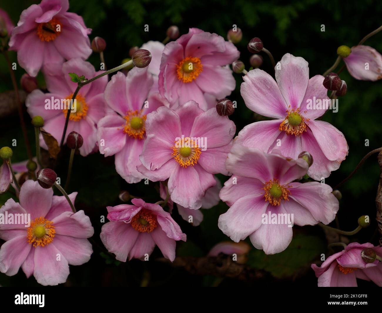 Nahaufnahme der blassrosa Blüten von Anemone x Hybrida oder japanischem Anemone, die Ende September und im Herbst im Vereinigten Königreich im Garten zu sehen sind. Stockfoto