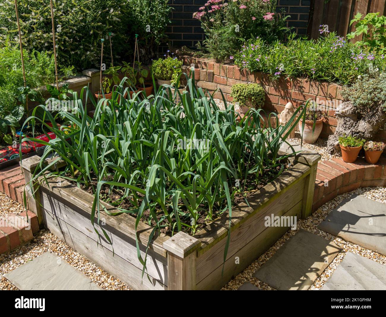 Lauch wächst in Holz Hochbett Gemüsegarten in Englisch Cottage Garden, Leicestershire, England, Großbritannien Stockfoto