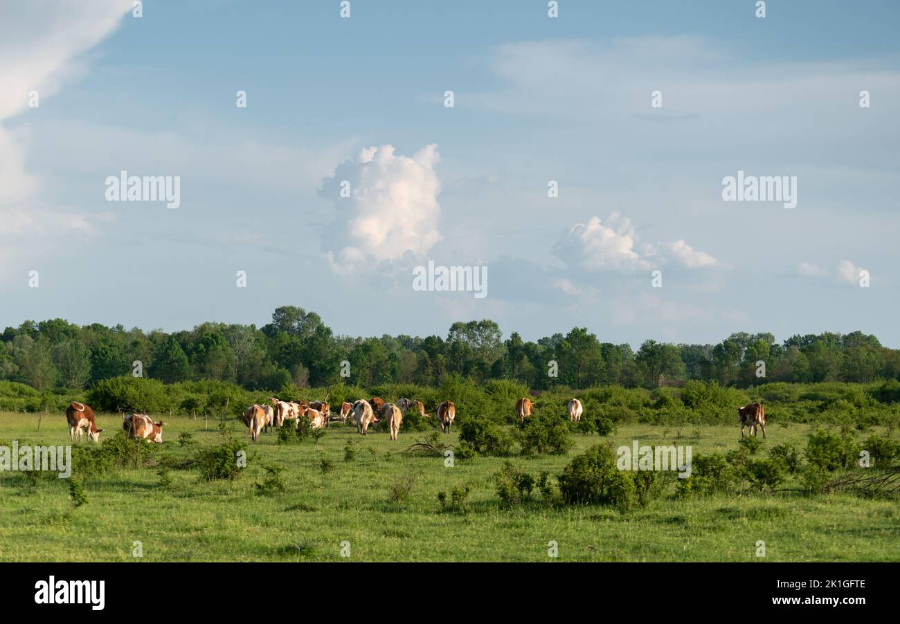 Kuhherde gehen auf der Weide, Rinder auf der Weide im Frühjahr Stockfoto
