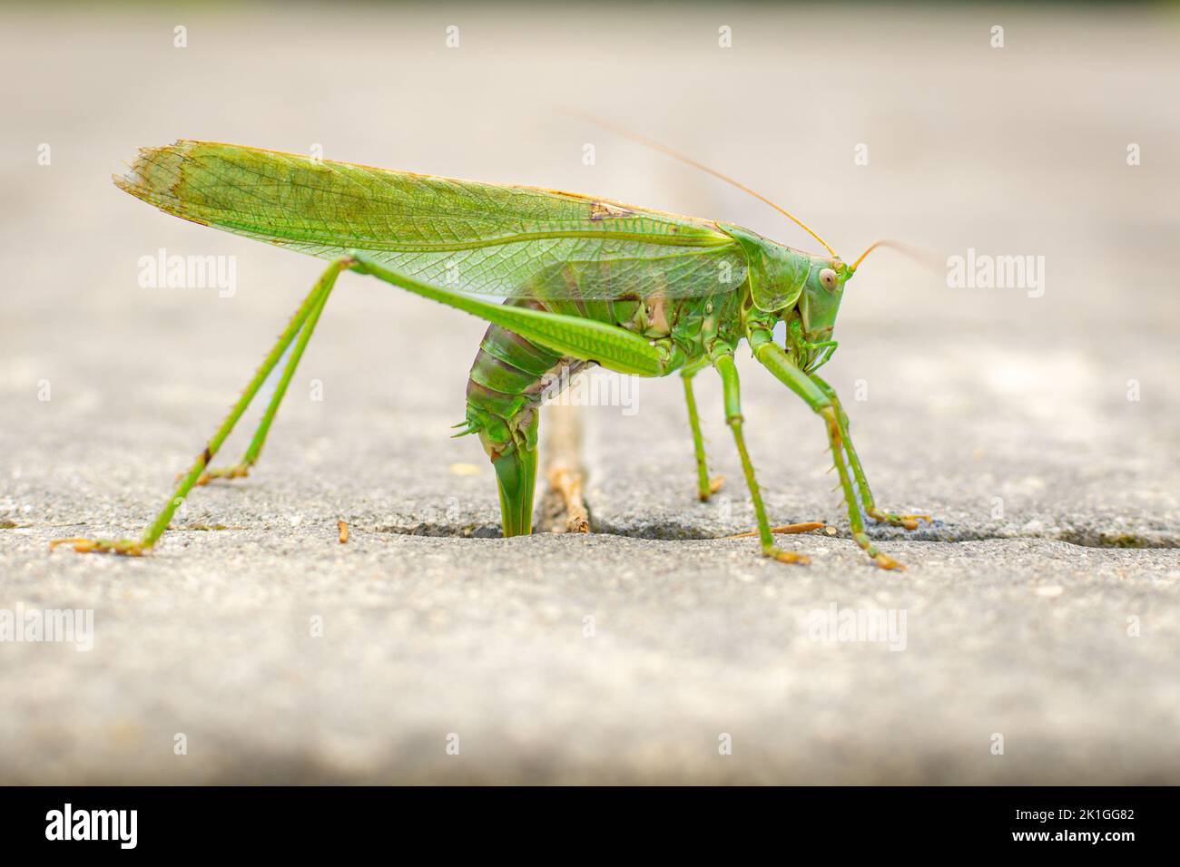 Green Cricket in der Makrofotografie, Polen Stockfoto