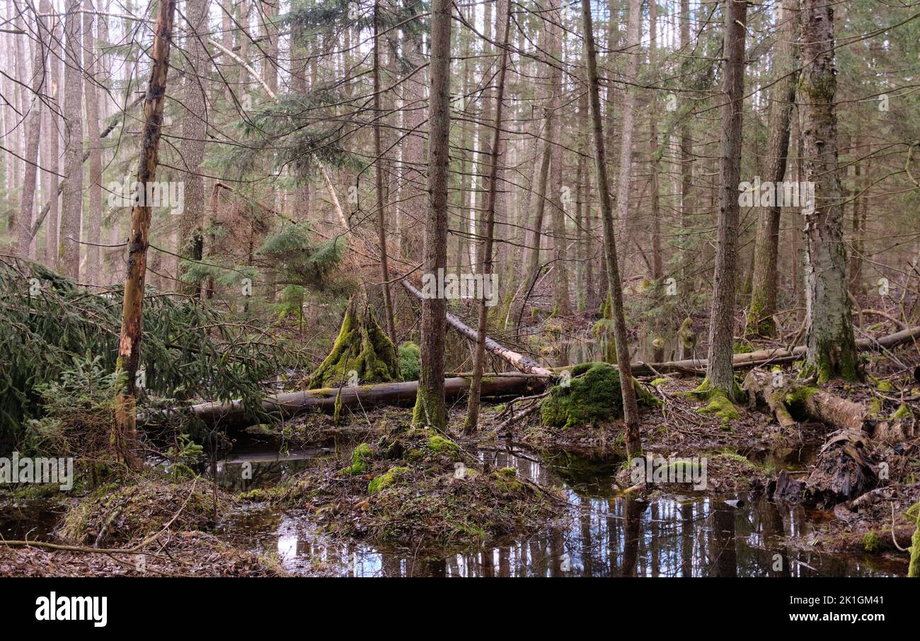 Frühling erle - Wald mit Wasser bog überschwemmten Bäume, Wald Bialowieza, Polen, Europa Stockfoto