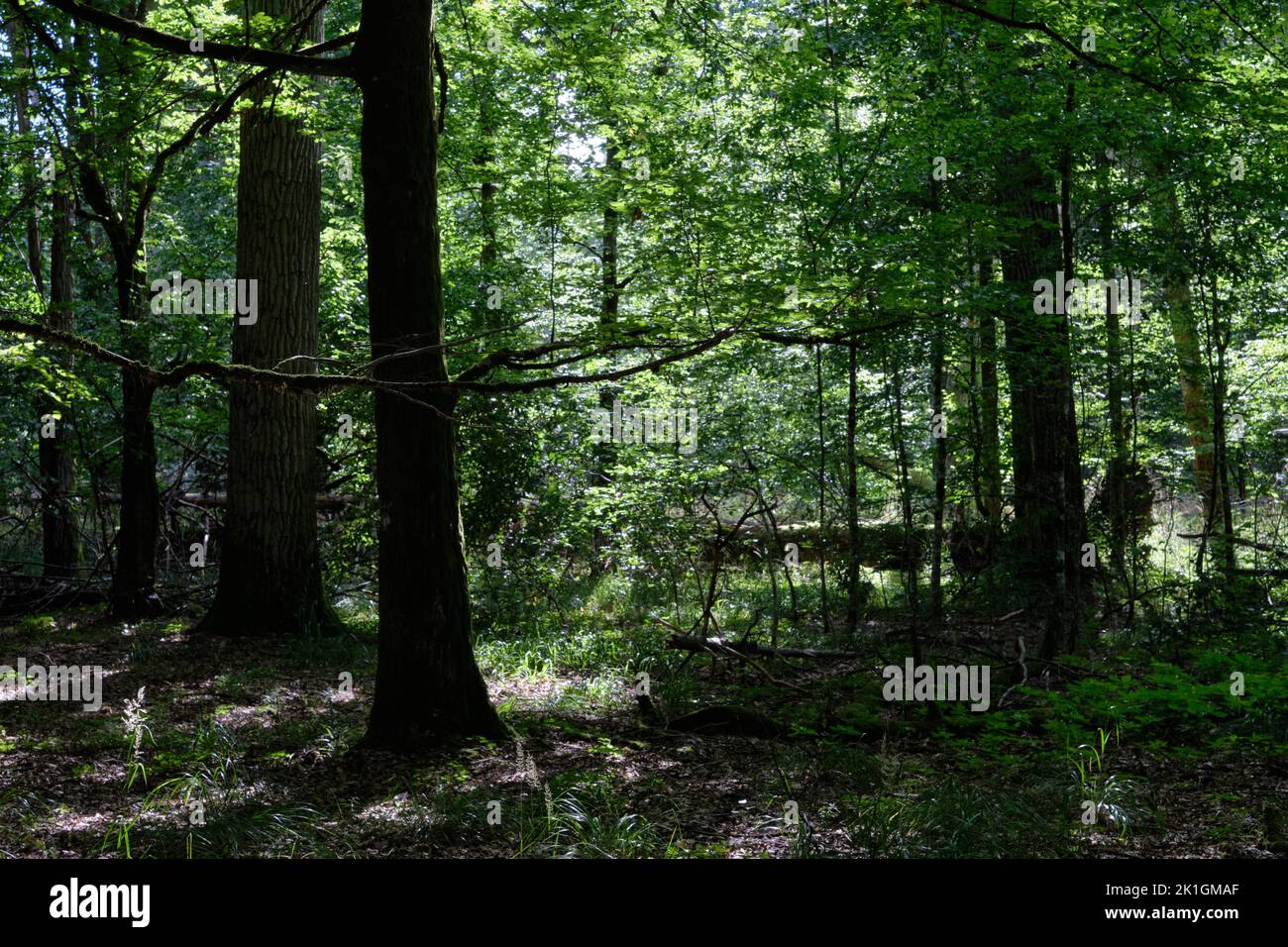 Schattiger Laubbaumstand mit gebrochener Eiche im Hintergrund, Bialowieza Forest, Polen, Europa Stockfoto