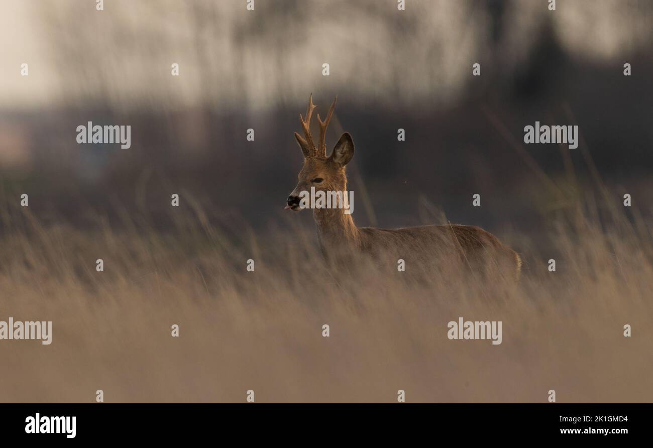 Roe Deer (Capreolus capreolus) Männchen im Sonnenuntergang Licht und verschwommenes Gras im Vordergrund, Woiwodschaft Podlaskie, Polen, Europa Stockfoto