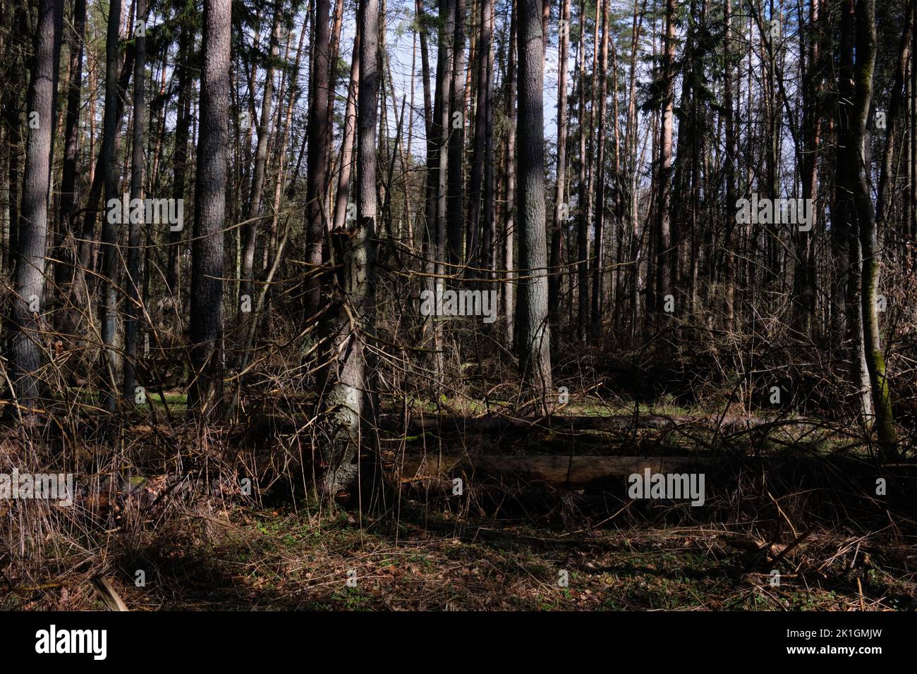 Schattige Nadelbäume stehen am Morgen, Bialowieza Wald, Polen, Europa Stockfoto