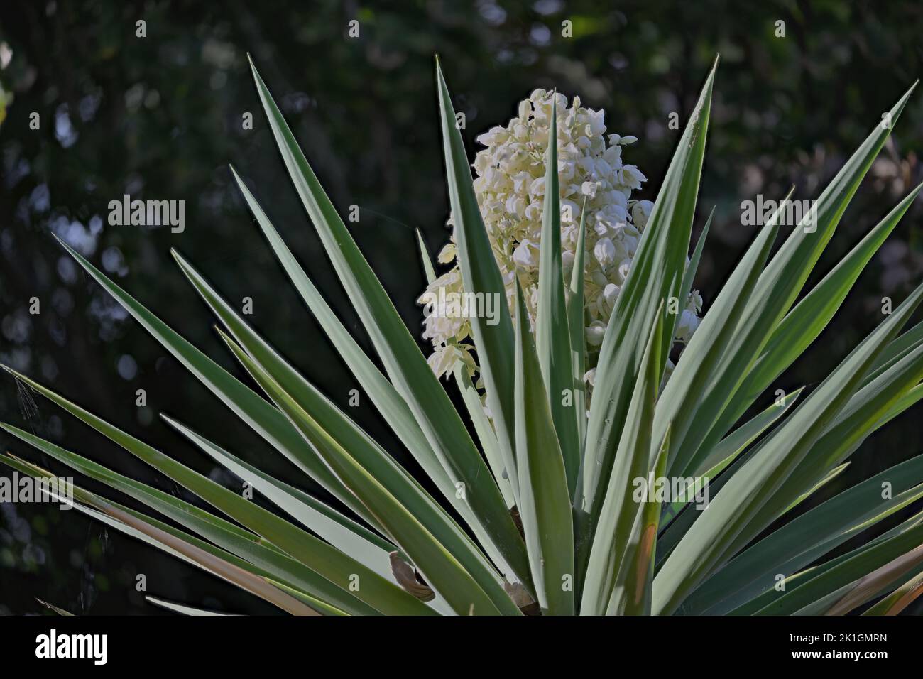 Ein schöner Kaktus (Cactaceae) als Zierpflanze, Silicon Valley CA Stockfoto