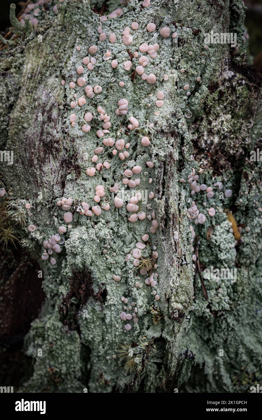 Icmadophila ericetorum auf Schotten-Kiefer im Abernethy Forest in Schottland. Stockfoto