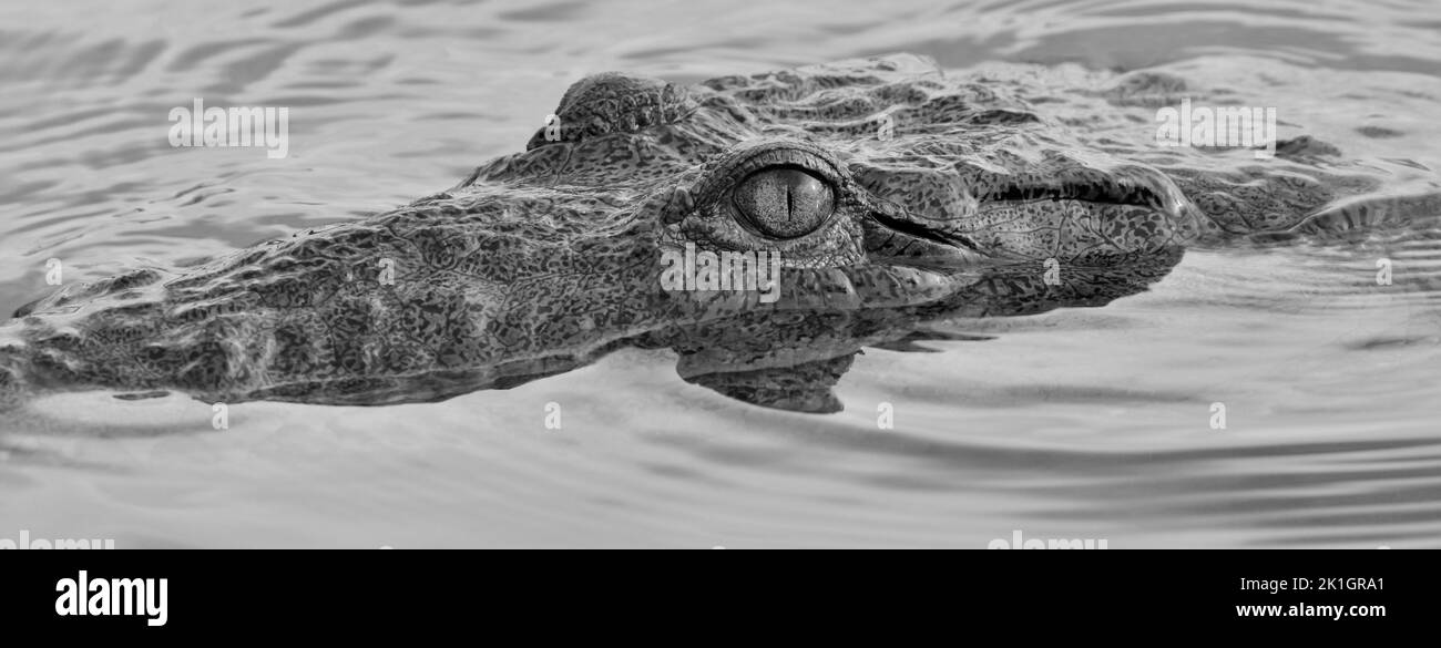 Morelets Krokodil (Crocodylus moreletii), alias Belize Crocodile, in monochromer und Nahaufnahme, in den Lagunen von San Pedro, Ambergris Caye, Belize. Stockfoto