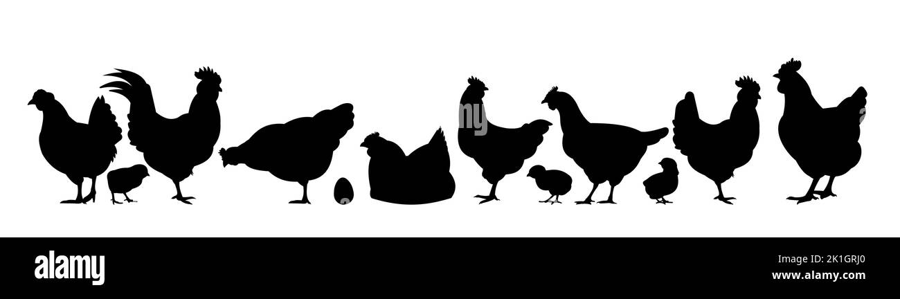 Hühner auf der Weide. Bildsilhouette. Haustiere auf dem Bauernhof. Hausgeflügel, um Eier zu bekommen. Isoliert auf weißem Hintergrund. Vektor Stock Vektor
