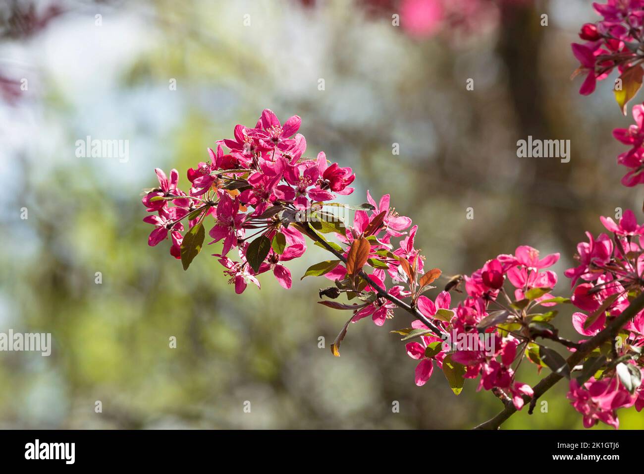 Nahaufnahme von Zweig der japanischen Kirschbaum in voller Blüte über bunte Out-of-Fokus natürlichen Hintergrund, rosa Blumen Stockfoto