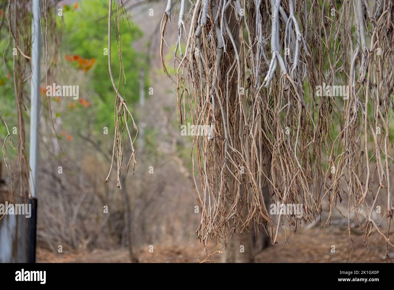 Nahaufnahme der Stammwurzeln des banyan-Baumes in einem Dorf von Kalakund in der Nähe von Mhow, Indore, Madhya Pradesh an einem sonnigen Sommertag. Indianerdorf. Stockfoto