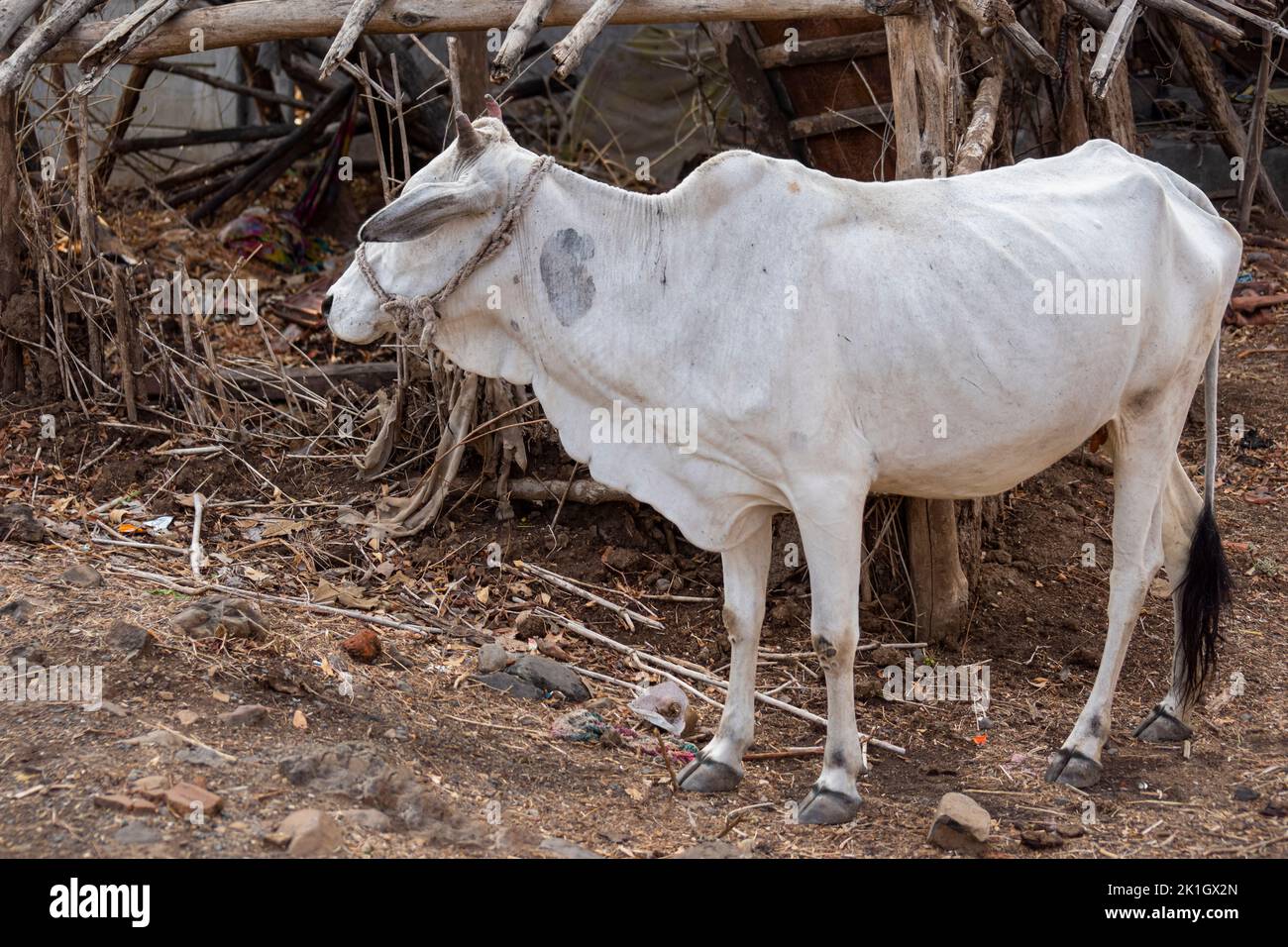 Weiße indische Rinder in einem Dorf von Kalakund in der Nähe von Mhow, Indore, Madhya Pradesh an einem sonnigen Sommertag. Indianerdorf. Stockfoto