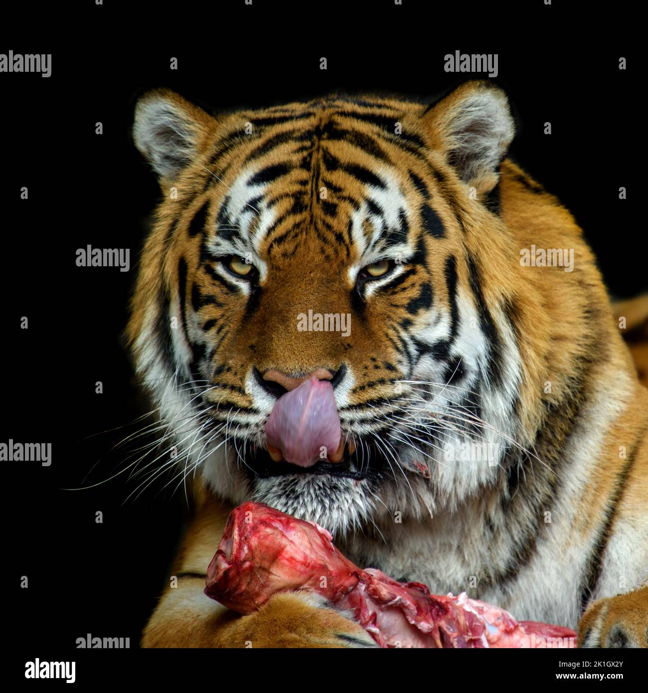 Schließen aduct Tiger Essen Fleisch auf schwarzem Hintergrund Stockfoto