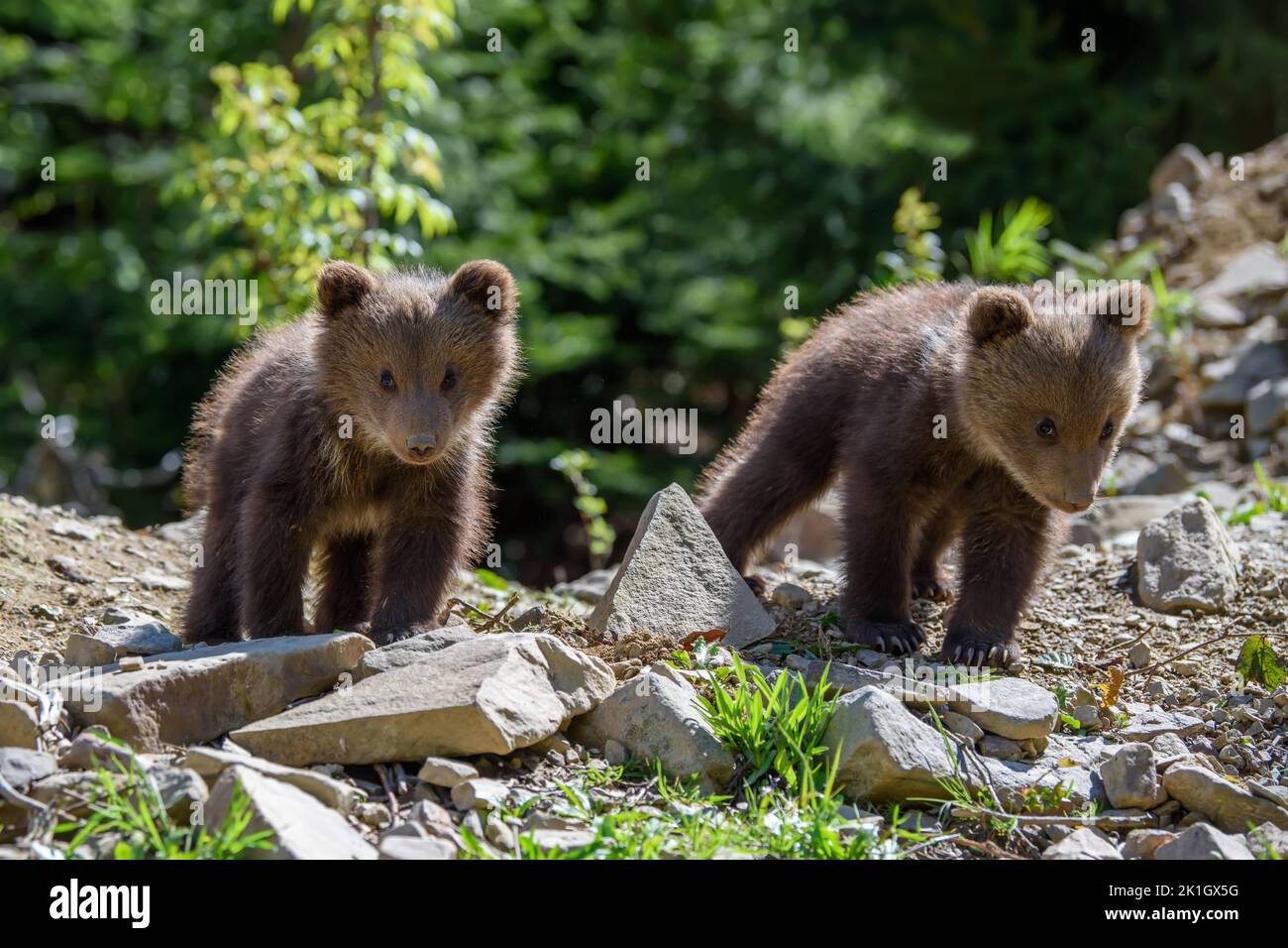 Zwei Junge Braunbären im Wald. Wildes Tier im natürlichen Lebensraum ...