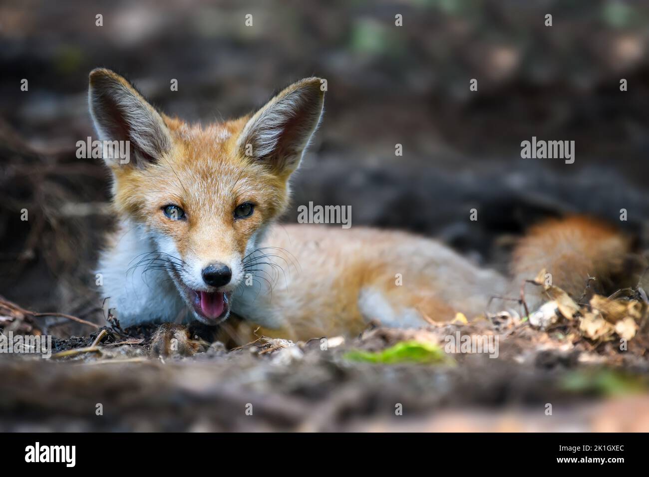 Rotfuchs, Vulpes Vulpes, kleines junges Junge im Wald. Niedliche kleine wilde Raubtiere in natürlicher Umgebung. Naturszene aus der Natur Stockfoto