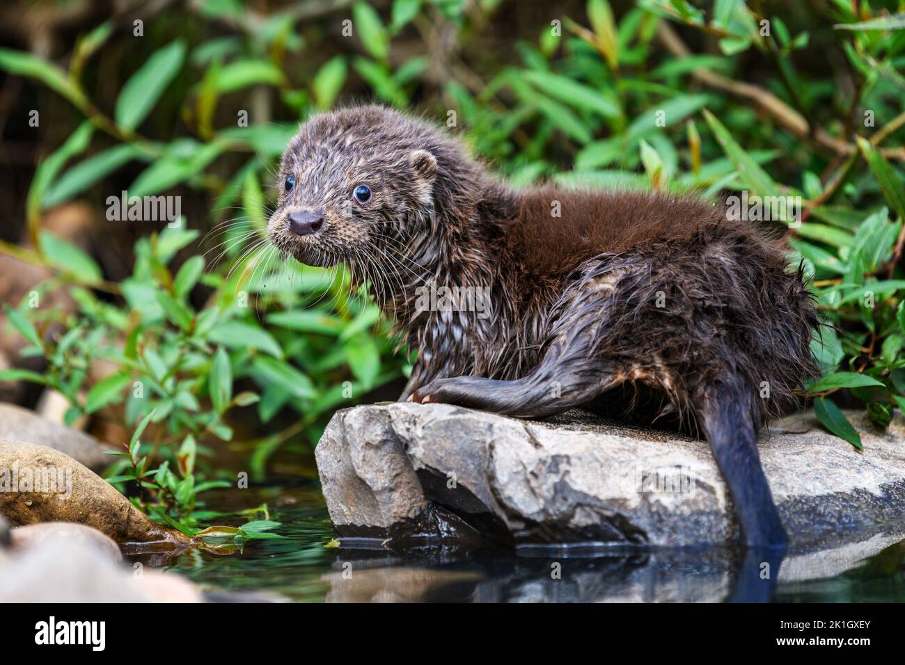 Lutra im natürlichen Lebensraum. Porträt des Wasserraubtieres. Tier aus dem Fluss. Wildtierszene Stockfoto