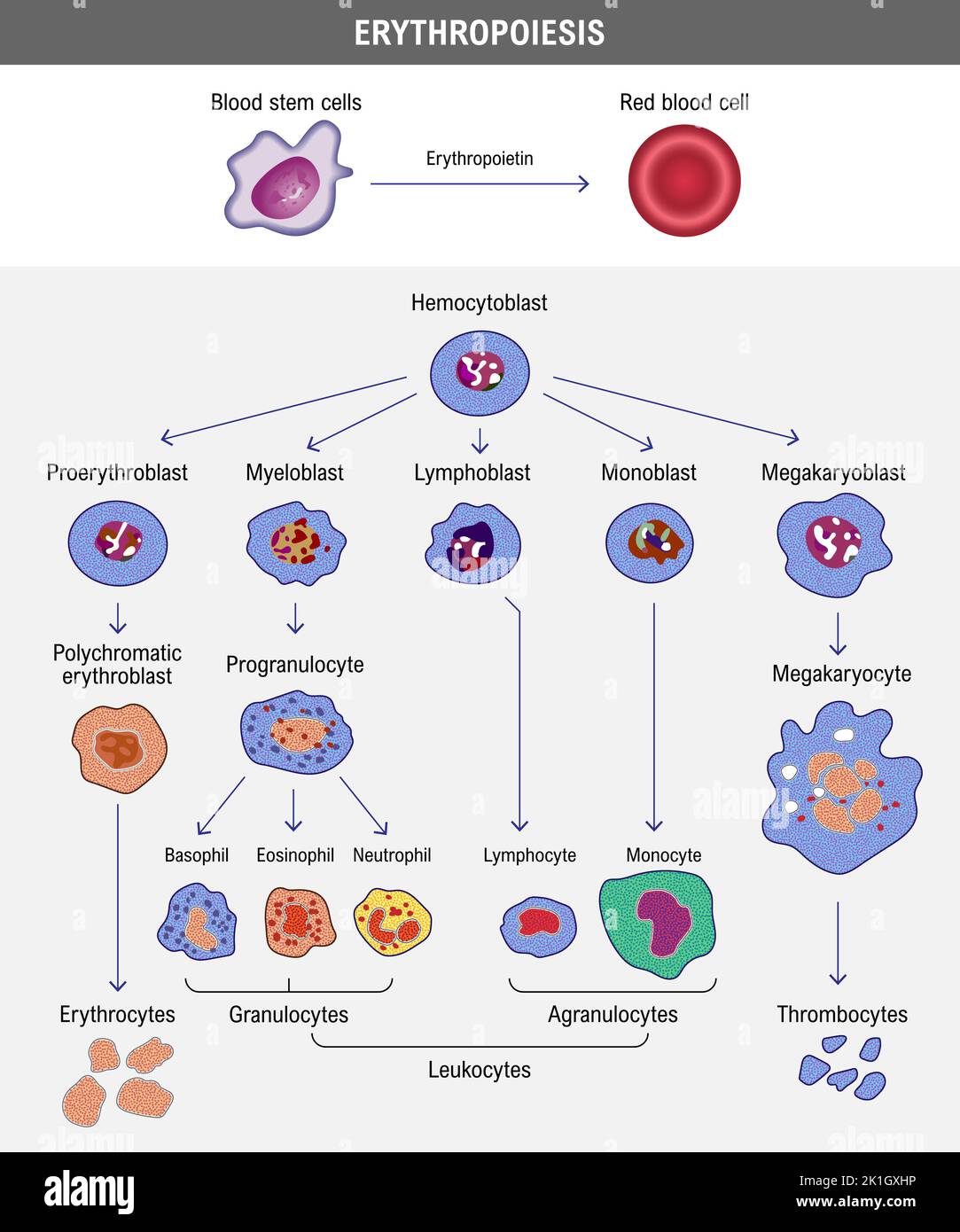 Erythropoiese. Die Entwicklung der roten Blutkörperchen. Erythrozyte. Medizinische Vektordarstellung Stockfoto