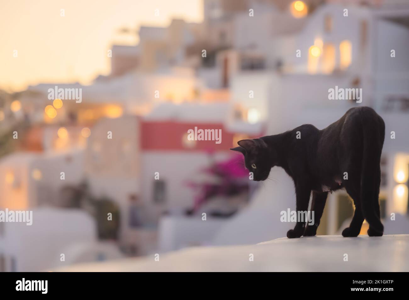 Porträt einer schwarzen Katze, die während eines goldenen Sonnenuntergangs von einem Felsvorsprung im beliebten Ferienort Oia auf der griechischen Insel Santorini, G, herabgucken kann Stockfoto